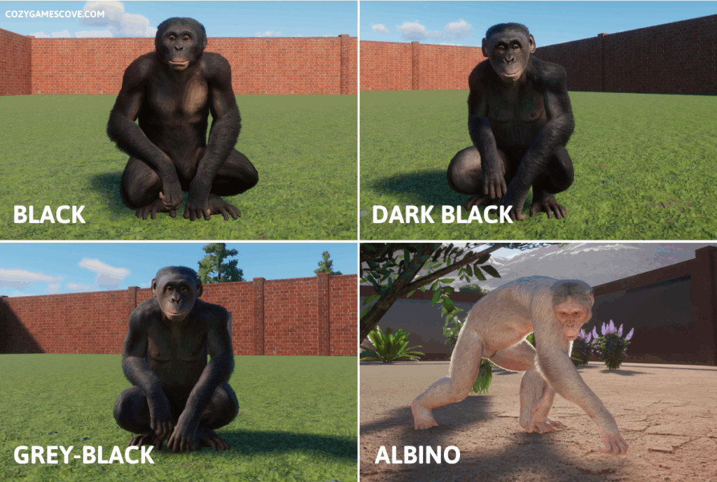 Bonobo colours in planet zoo including a rare albino variant. 