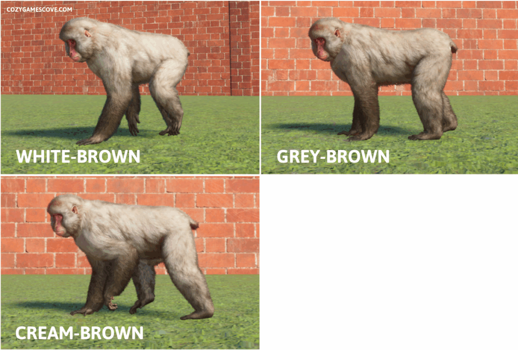 Japanese Macaque colours in Planet Zoo.