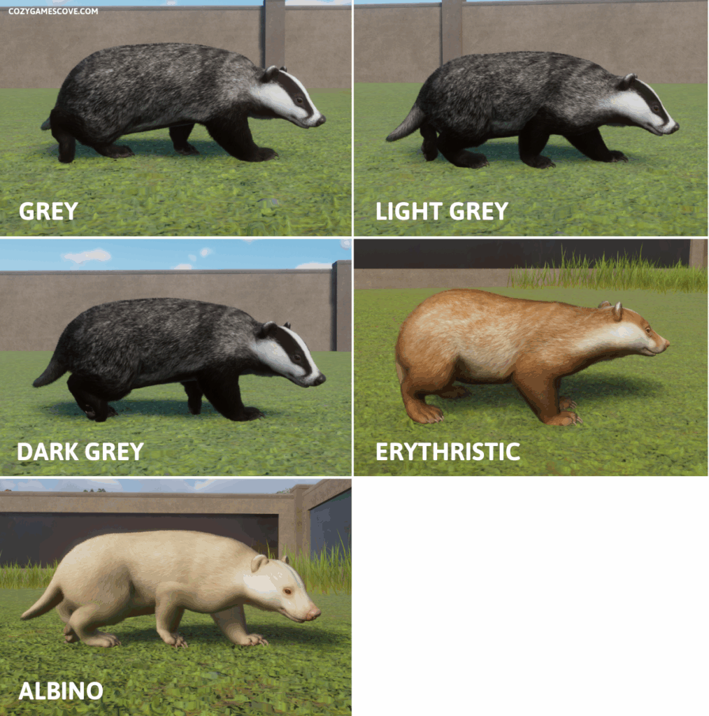 An image showing all badger colours in Planet Zoo including an albino and erythristic coat.