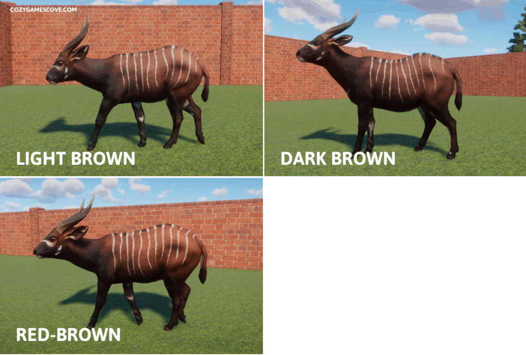 The three Bongo colours in Planet Zoo