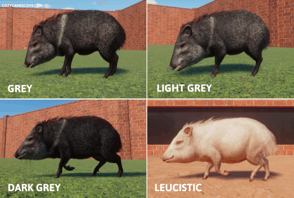 Collard Peccary colours in planet zoo including a rare leucistic variant. 