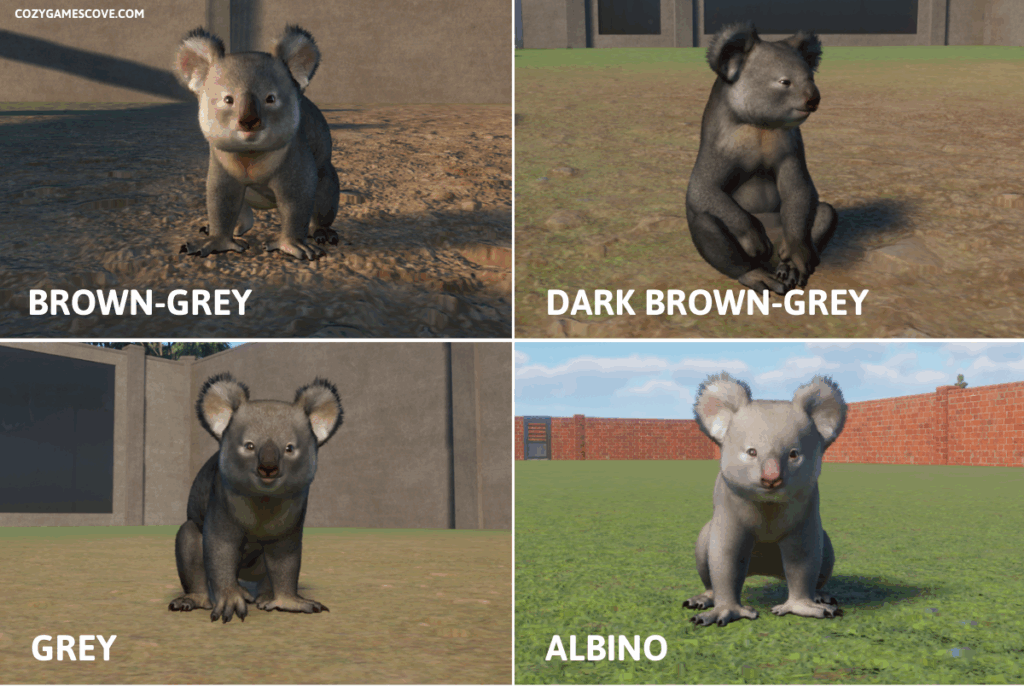 An image showing the koala colours in Planet Zoo