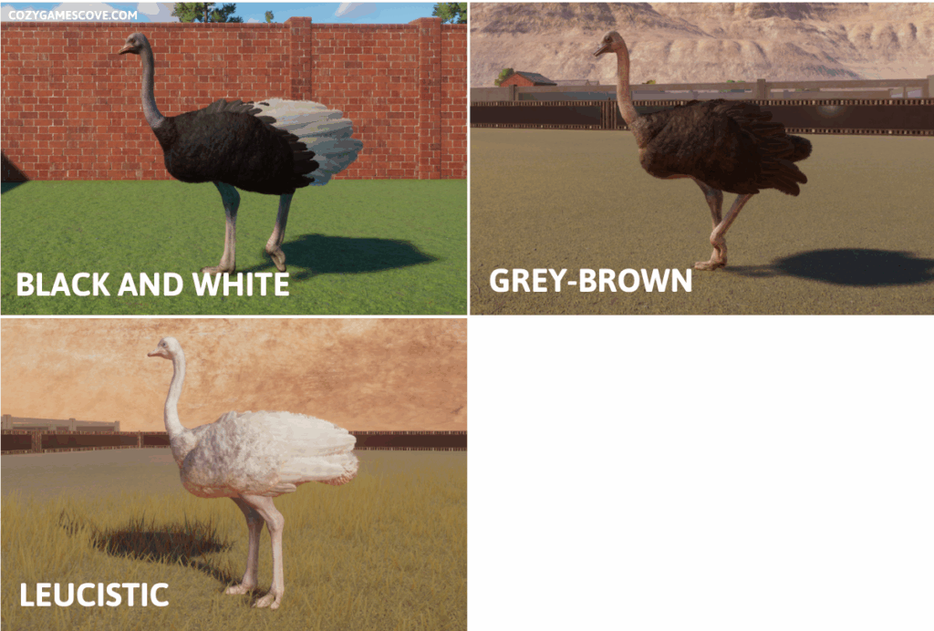 Common ostrich colours in planet zoo including a leucistic white.