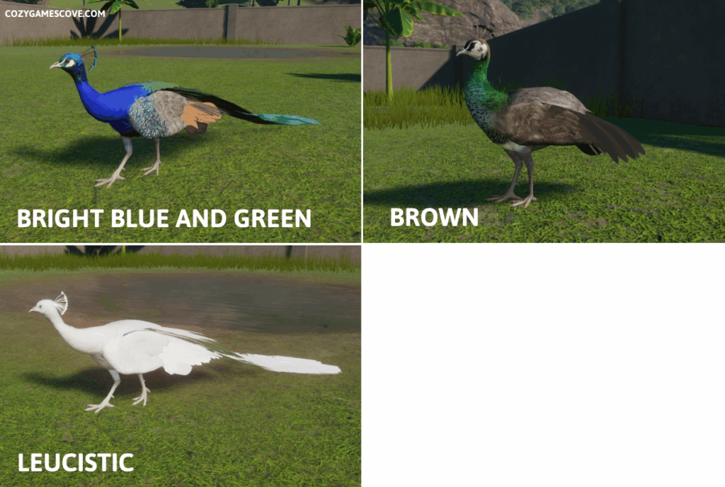Indian peafowl colours in planet zoo including a shiny leucistic white.