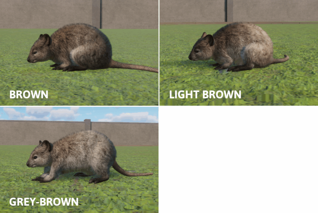 Quokka colours in Planet Zoo