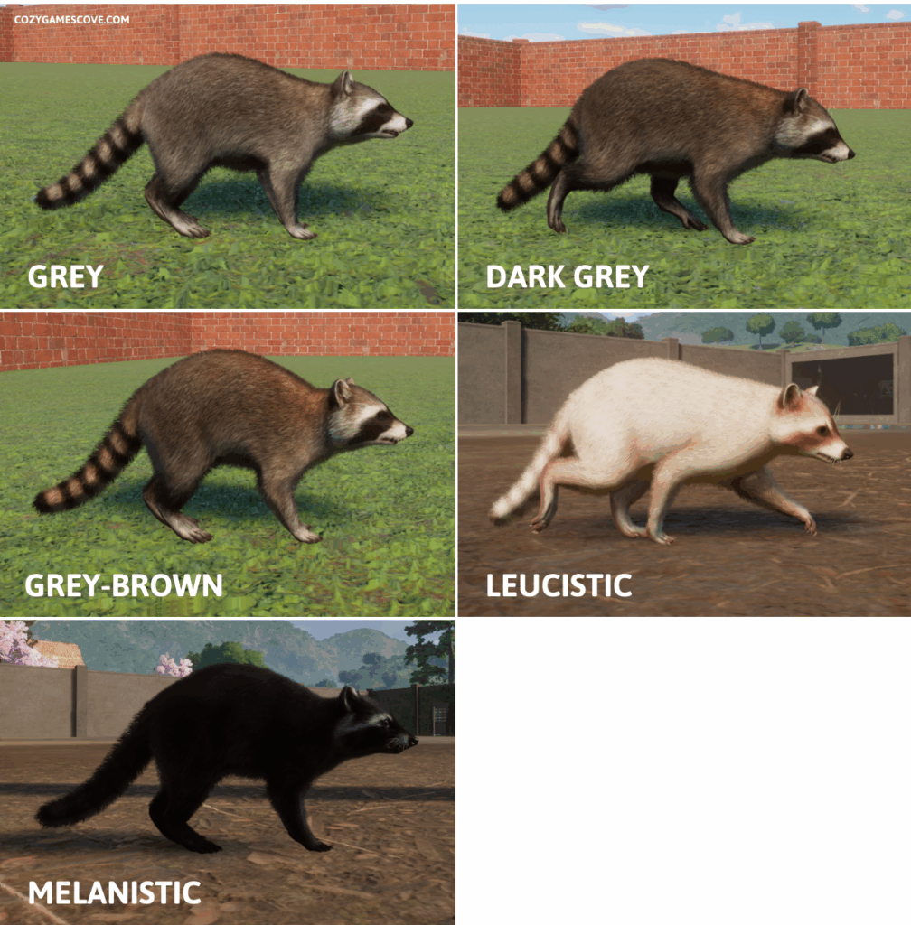 Raccoon colours in Planet Zoo including the rare coats.