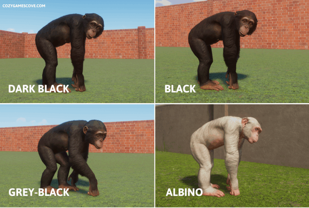 Chimp colours in planet zoo including a rare albino variant. 