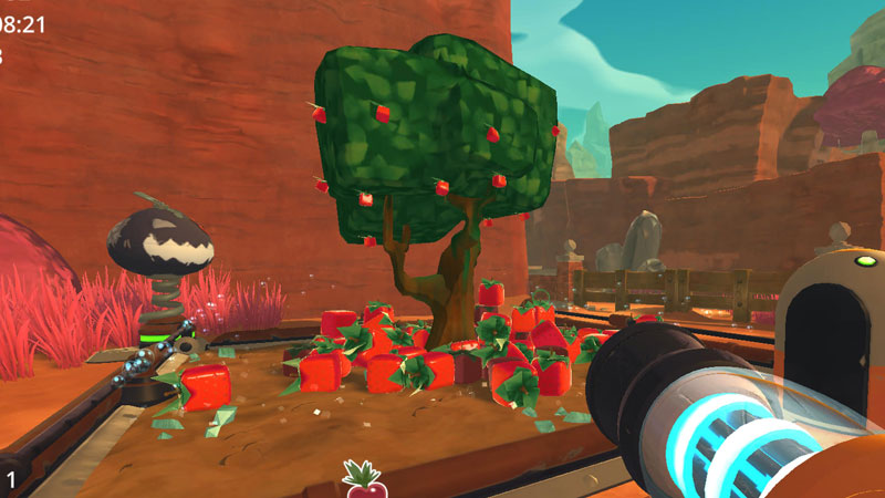 A cuberry tree growing in a garden plot with a heap of cubeberries surrounding it.