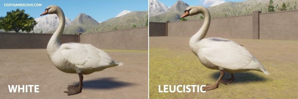 Mute swan colours in Planet Zoo