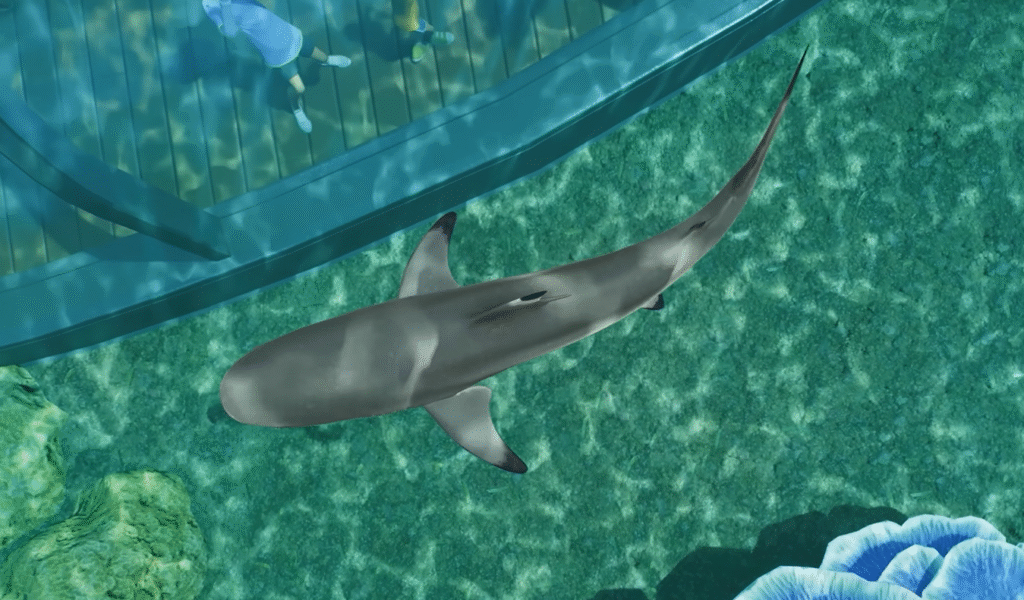 A birds eye view of a shark in planet zoo swimming beside an underwater tunnel.